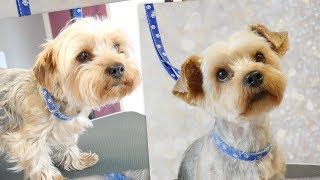 PetGroooming  Yorkie Grooming 71 [upl. by Drahnreb]