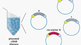 cDNA Library Animation [upl. by Dranoel]