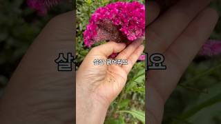 Cockscomb Flower Seeding [upl. by Nosneb]