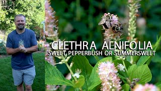 Summersweet  Fragrant Pollinators Fall Color Native  Clethra Alnifolia [upl. by Zevahc]