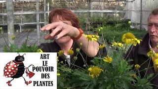 chaine de jardin euryops Comment arroser et faire Hivernage Plante annuelle [upl. by Zaob]