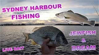 FISHING SYDNEY HARBOUR JEWFISH amp BREAM LIVE BAIT [upl. by Rosenkrantz710]