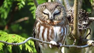 Northern saw whet owl [upl. by Keane]