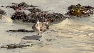 Whimbrel North Pacific Beach San Diego October 27 2024 [upl. by Amalbergas]