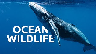 The Unique Wildlife Hidden In the Depths Of The Ocean  Wildlife Documentary [upl. by Ecyrb]