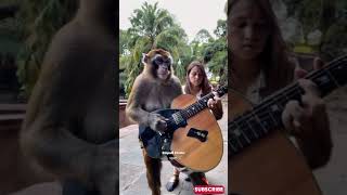 Viral Monyet Main Gitar Unik Banget empudstudioai empudstudiogrup shorts [upl. by Englis956]