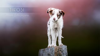 Tifosi  15 weeks Border Collie [upl. by Zizaludba]