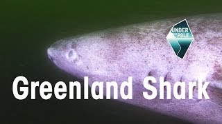 UNDER THE POLE Education • Greenland Shark [upl. by Ettennek]