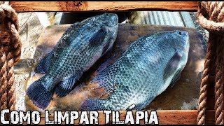 Como Limpar Peixe  Tilápia [upl. by Siurad]