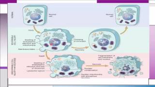 Pathology Lecture 3  Irreversible cell injury  Necrosis [upl. by Eerrahs518]