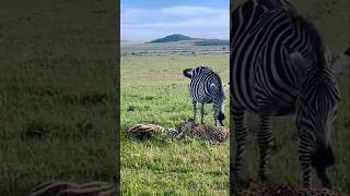 Mother Zebra Trying Its Best To Save Its Foal From Two Cheetahs [upl. by Einttirb453]