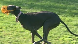 Greyhounds Chase the Fastest Husky at a Dog Park [upl. by Lemak160]