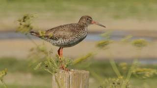 Tureluur  Tringa totanus  Redshank [upl. by Obediah]