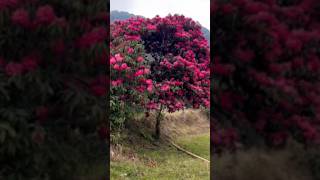 Rhododendron  okhrey hilley Varsey Trekking  Sikkim  Barsey  Trek  viral shorts  trending [upl. by Essilem]