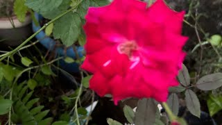 Navaratri Flower Exhibition UchchilaMahalakshmi temple Flower Exhibition gardenvibes [upl. by Reamy682]