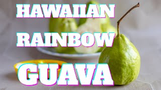 Dwarf Guava Hawaiian Rainbow  Psidium guajava Nana [upl. by Malva488]