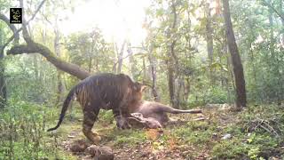 A Rare Melanistic Tiger with a kill Sambhar At Simlipal national park Odisha  India [upl. by Artaed]