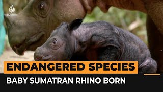 Endangered Sumatran baby rhino born  AJ shorts [upl. by Suiramad483]