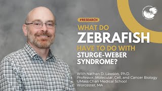 What do Zebrafish have to do with SturgeWeber Syndrome [upl. by Tamma]