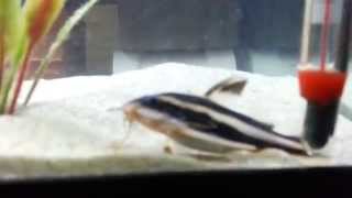 Clown Loach and Striped Raphael Catfish [upl. by Nosdrahcir]