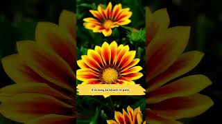 Gazania Rigens Treasure Flower Seeds [upl. by Ylrahc]