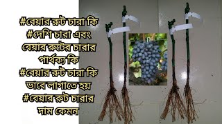 আঙ্গুরের বেয়ার রুটের চারা সংগ্রহ করলাম। [upl. by Alyam665]