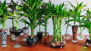 Grow and Decorate Lucky Bamboo Only in WaterGREEN PLANTS [upl. by Dulcine]