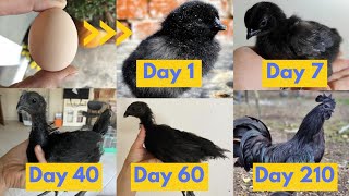 1 to Day 210 Ayam Cemani Chickens CHICK CHICK Growth Day by Day Time Lapse Video Hane [upl. by Allimac]