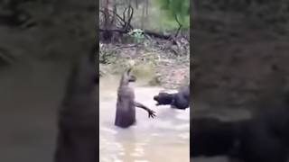 Red Kangaroo Fights Dogs By Drowning Them in Dam amp Water Courses [upl. by Constantin667]