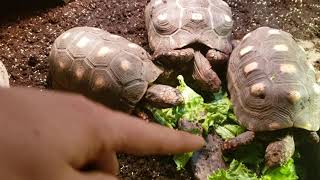 My Red Footed tortoise enclosure Baby Run [upl. by Yelsiap]