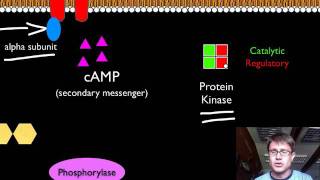 Signal Transduction Pathways [upl. by Eniamrehs]