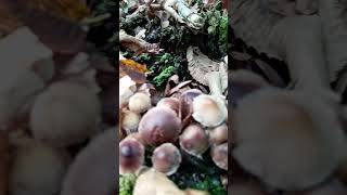 mushroom forest nature caucasus wildlife shorts amazing [upl. by Tarrel]