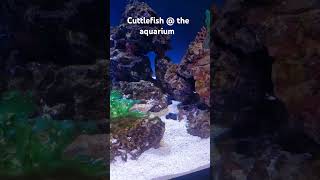 Cuttlefish at Virginia Beach aquarium [upl. by Yelrahs]