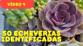 MAIS 50 NOVAS ECHEVERIAS COM IDENTIFICAÇÃO DA MINHA COLEÇÃO [upl. by Cheung]