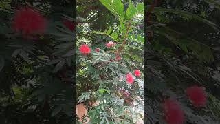 Calliandra Plant  Powder puff plant [upl. by Eelsha883]