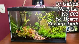 10 Gallon Planted Shrimp Tank No Filter No C02 No Heater [upl. by Khanna]