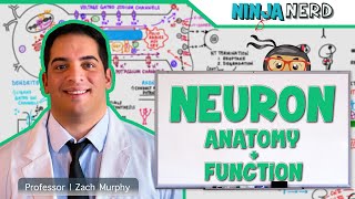 Neurology  Neuron Anatomy amp Function [upl. by Hastie]