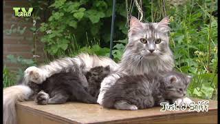 FaunaView Main Coon Kittens Again [upl. by Lleumas347]