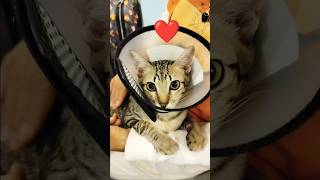 I will keep holding you tight ❤️😻 cute cat funny cuteanimals shorts [upl. by Catlee164]