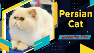 Persian Cat Grooming Tips  Top Tips for grooming Persians  Special Tips for Grooming a Persian Cat [upl. by Enelyaj167]