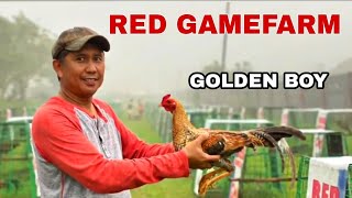 THE GOLDEN BOY RED GAMEFARM [upl. by Anas]