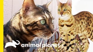 These Beautiful Bengal Cats Are Incredibly Intelligent  Cats 101 [upl. by Maccarone9]