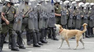 RIOT DOG  CANI RIBELLI Davide Majocchi  23 novembre 2016  Pianoterra Milano [upl. by Sloatman]