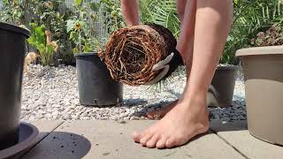 Palme richtig umtopfen DIY Tutorial Phoenix canariensis Kanarische Dattelpalme 🌴 pflanzen Substrat [upl. by Aitetel316]