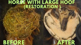 Shire Horse Complete restoration Shire Massive Draft Hoof shirehorse huge massivehoof [upl. by Delphina]