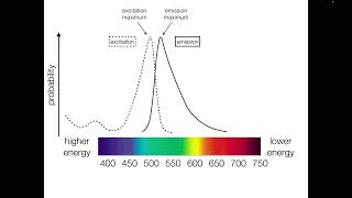 Fluorophore Spectra [upl. by Gurias]