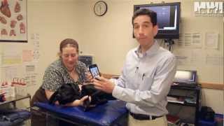 AliveCor Veterinary ECG for iPhone 44S [upl. by Alguire]