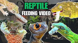 FEEDING MY PET REPTILES SILKWORMS SKINKS GECKOS FROGS AND MORE SILKWORM FEEDING VIDEO [upl. by Wistrup]