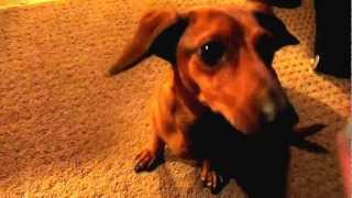 Smart Weiner Dog Doing Tricks Best Dachshund Tricks Ever [upl. by Grearson]