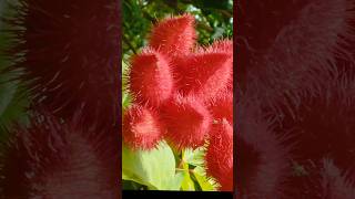 Bixa orellana  lipstick tree shorts plants flowerworld floweringplant shortvideo [upl. by Ariak]